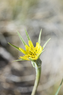 APII jpeg image of Tragopogon dubius  © contact APII