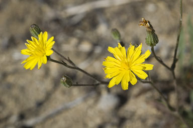 APII jpeg image of Crepis capillaris  © contact APII