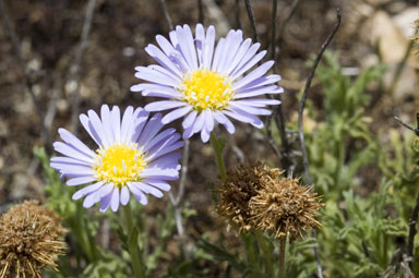 APII jpeg image of Calotis glandulosa  © contact APII