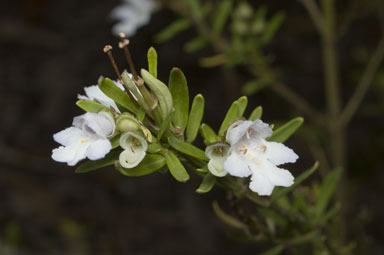 APII jpeg image of Prostanthera linearis  © contact APII