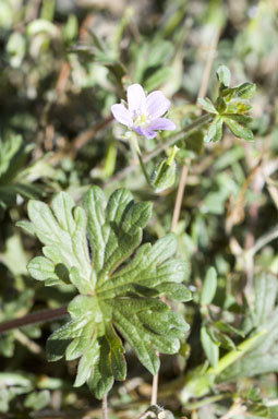 APII jpeg image of Geranium solanderi var. solanderi  © contact APII