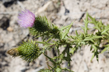 APII jpeg image of Cirsium vulgare  © contact APII