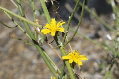 APII jpeg image of Chondrilla juncea  © contact APII