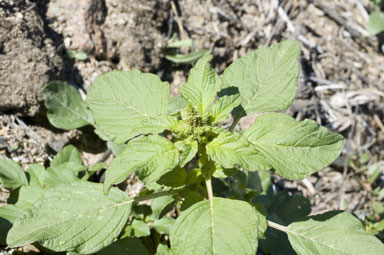 APII jpeg image of Amaranthus hybridus  © contact APII