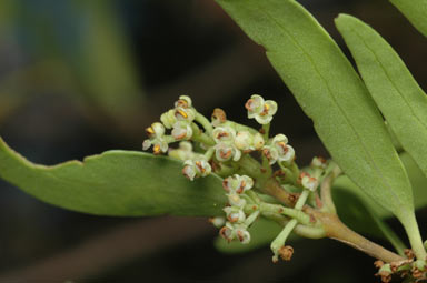 APII jpeg image of Notelaea ligustrina  © contact APII