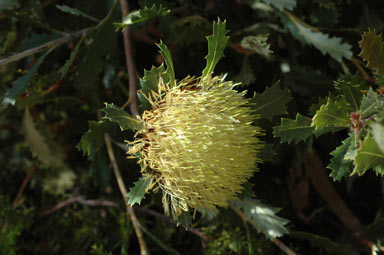 APII jpeg image of Banksia heliantha  © contact APII