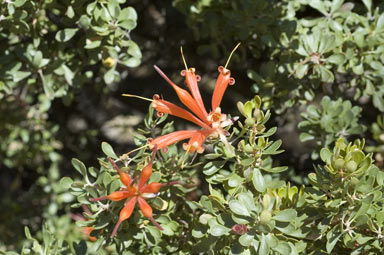 APII jpeg image of Lambertia inermis  © contact APII