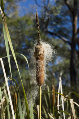 APII jpeg image of Typha orientalis  © contact APII