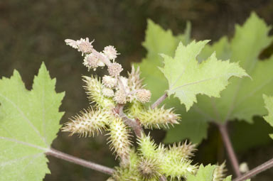 APII jpeg image of Xanthium occidentale  © contact APII