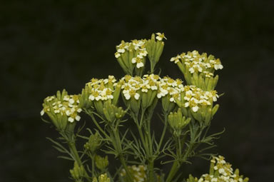 APII jpeg image of Tagetes minuta  © contact APII