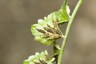 APII jpeg image of Asplenium flabellifolium  © contact APII