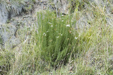 APII jpeg image of Olearia glandulosa  © contact APII