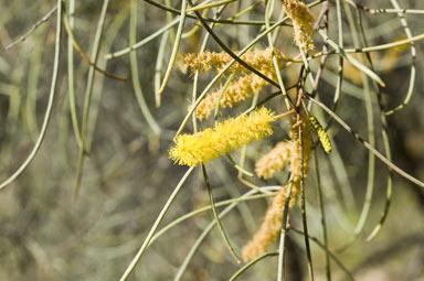 APII jpeg image of Acacia paraneura  © contact APII