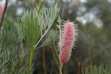 APII jpeg image of Grevillea petrophiloides subsp. petrophiloides  © contact APII