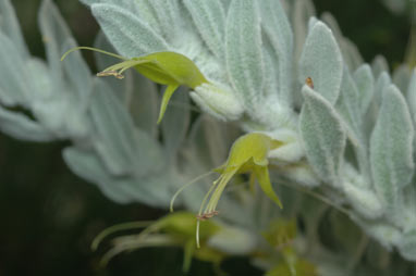 APII jpeg image of Eremophila glabra subsp. elegans  © contact APII