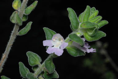 APII jpeg image of Prostanthera densa  © contact APII