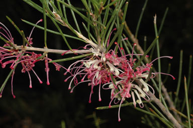 APII jpeg image of Hakea verrucosa  © contact APII