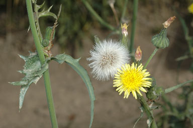 APII jpeg image of Sonchus oleraceus  © contact APII