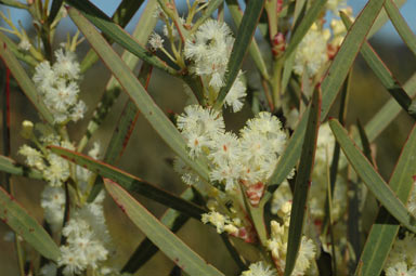 APII jpeg image of Acacia suaveolens  © contact APII