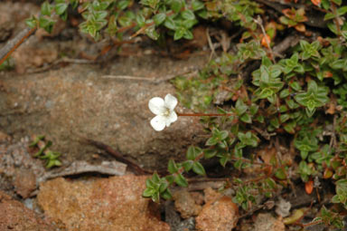 APII jpeg image of Mitrasacme polymorpha  © contact APII