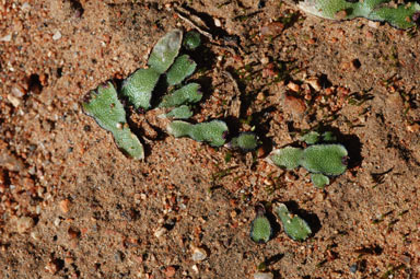 APII jpeg image of Asterella drummondii  © contact APII