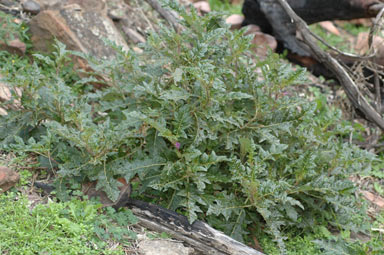 APII jpeg image of Solanum cinereum  © contact APII