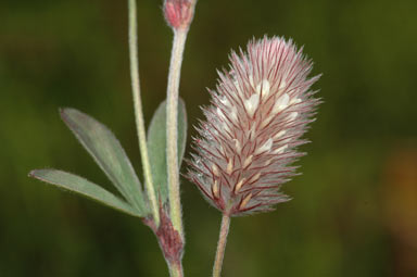 APII jpeg image of Trifolium arvense var. arvense  © contact APII