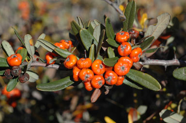 APII jpeg image of Pyracantha angustifolia  © contact APII