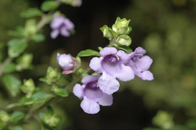 APII jpeg image of Prostanthera violacea  © contact APII