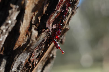 APII jpeg image of Eucalyptus stellulata  © contact APII