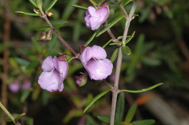 APII jpeg image of Prostanthera phylicifolia  © contact APII