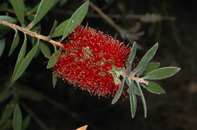 APII jpeg image of Callistemon comboynensis  © contact APII