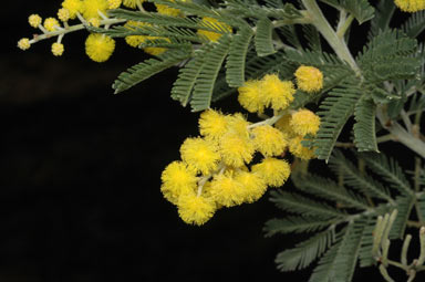 APII jpeg image of Acacia mollifolia  © contact APII