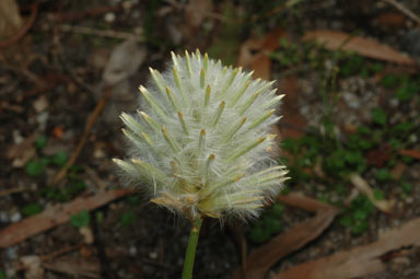 APII jpeg image of Ptilotus macrocephalus  © contact APII