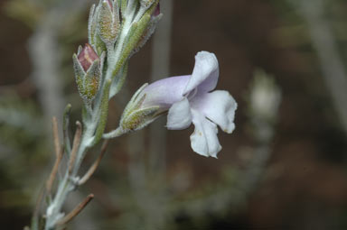 APII jpeg image of Eremophila microtheca  © contact APII