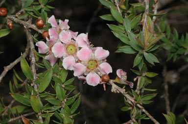 APII jpeg image of Leptospermum squarrosum  © contact APII