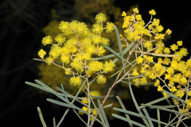 APII jpeg image of Acacia boormanii  © contact APII