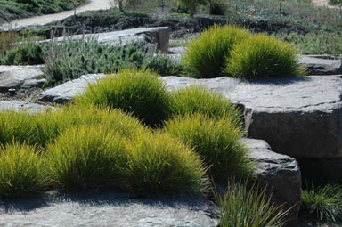 APII jpeg image of Lomandra confertifolia subsp. confertifolia  © contact APII