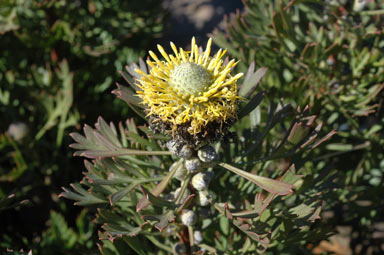 APII jpeg image of Isopogon anemonifolius 'Little Drumsticks'  © contact APII