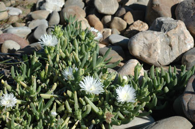 APII jpeg image of Carpobrotus rossii 'white'  © contact APII