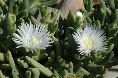 APII jpeg image of Carpobrotus rossii 'white'  © contact APII