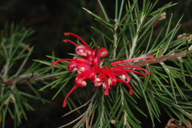 APII jpeg image of Grevillea 'Canberra Gem'  © contact APII