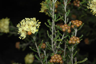 APII jpeg image of Phebalium glandulosum subsp. macrocalyx  © contact APII