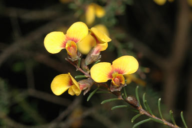 APII jpeg image of Dillwynia ramosissima  © contact APII