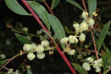 APII jpeg image of Acacia myrtifolia  © contact APII