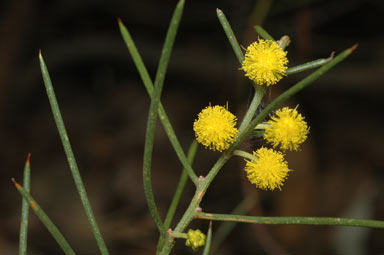 APII jpeg image of Acacia enterocarpa  © contact APII