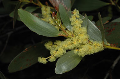 APII jpeg image of Acacia phlebophylla  © contact APII