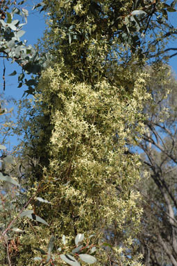 APII jpeg image of Clematis microphylla  © contact APII