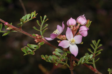 APII jpeg image of Boronia microphylla  © contact APII