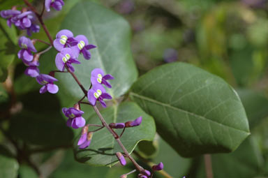 APII jpeg image of Hardenbergia comptoniana  © contact APII